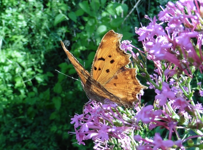 Polygonia egea